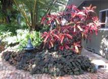 Gardening in the Tropics
